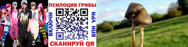 Псилоцибиновые грибы Psilocybe  даркнет сайт  Шенкурск 